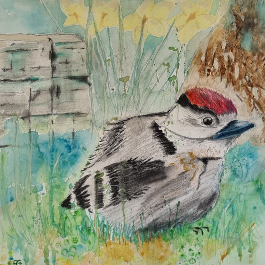 Malset Kleiner Buntspecht